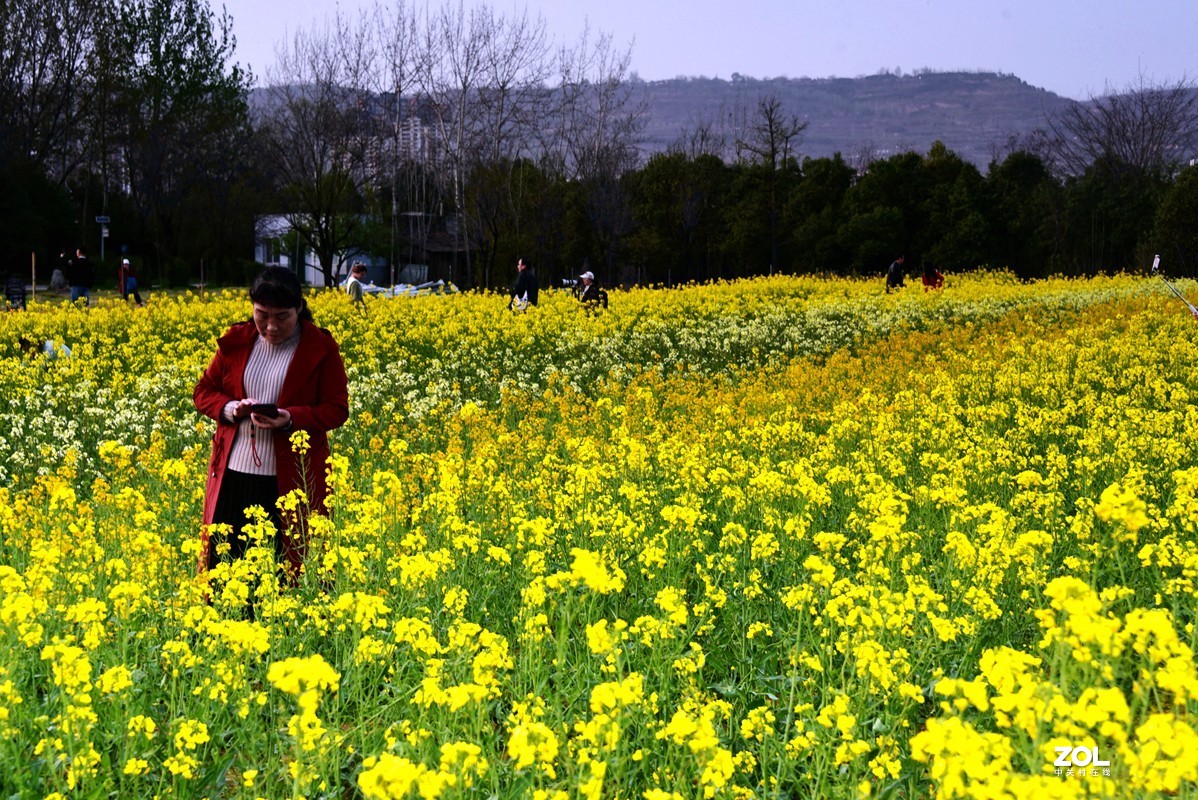 春花之多彩油菜花（10P），祝大家劳动节快乐！