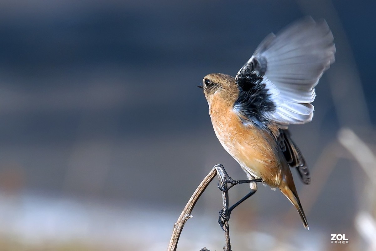 旧片_黑喉石鵖14