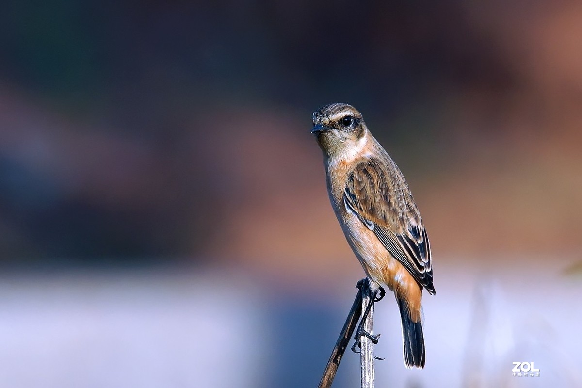 旧片_黑喉石鵖14