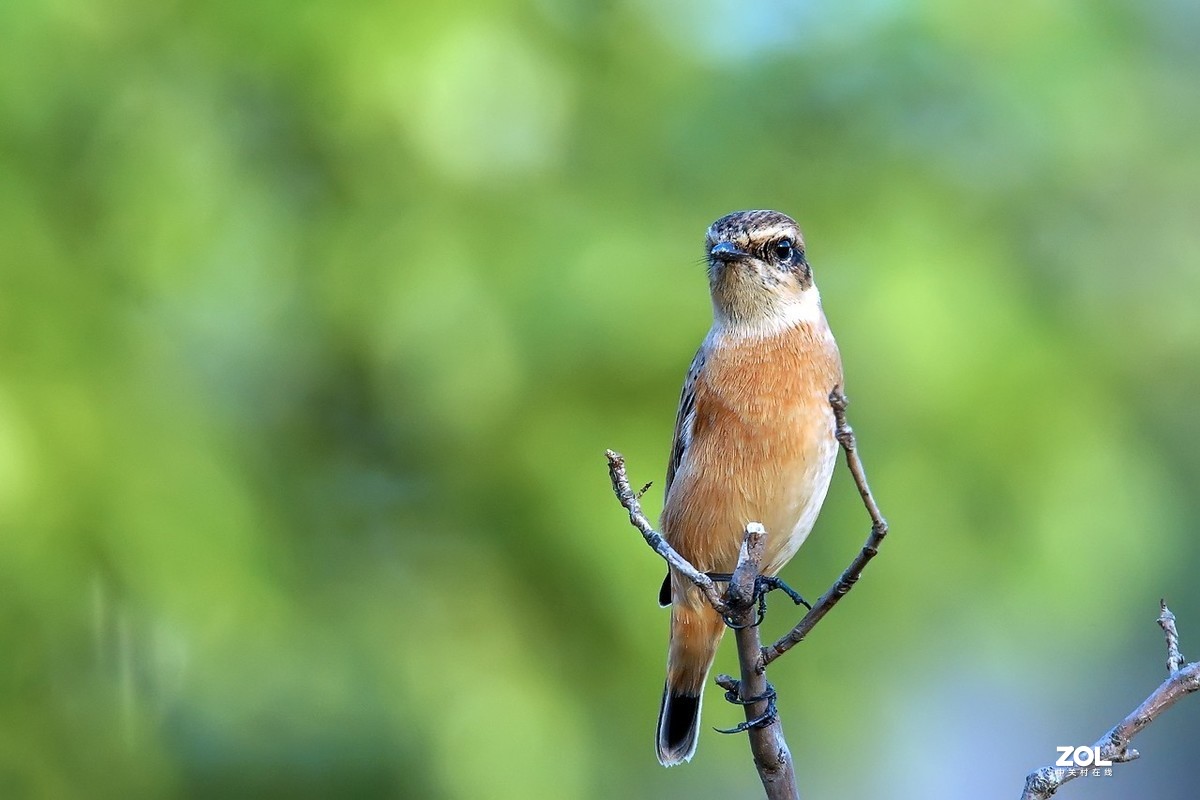 旧片_黑喉石鵖14