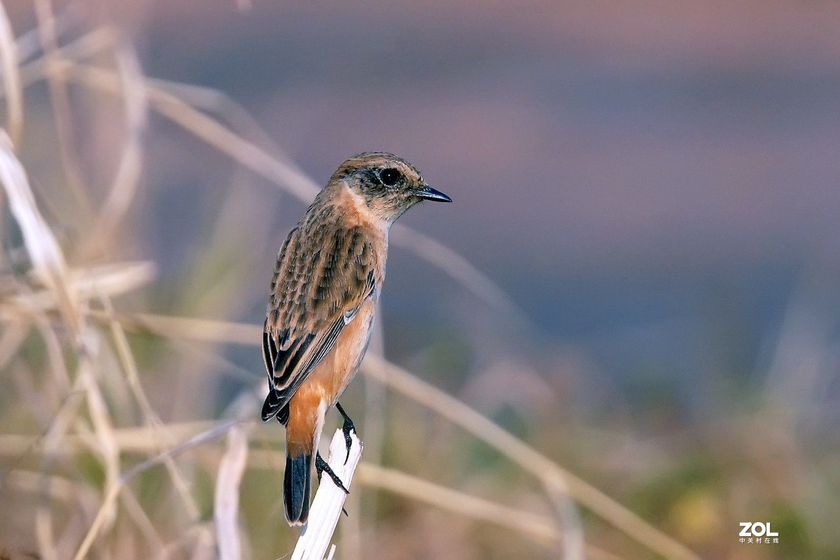 旧片_黑喉石鵖14