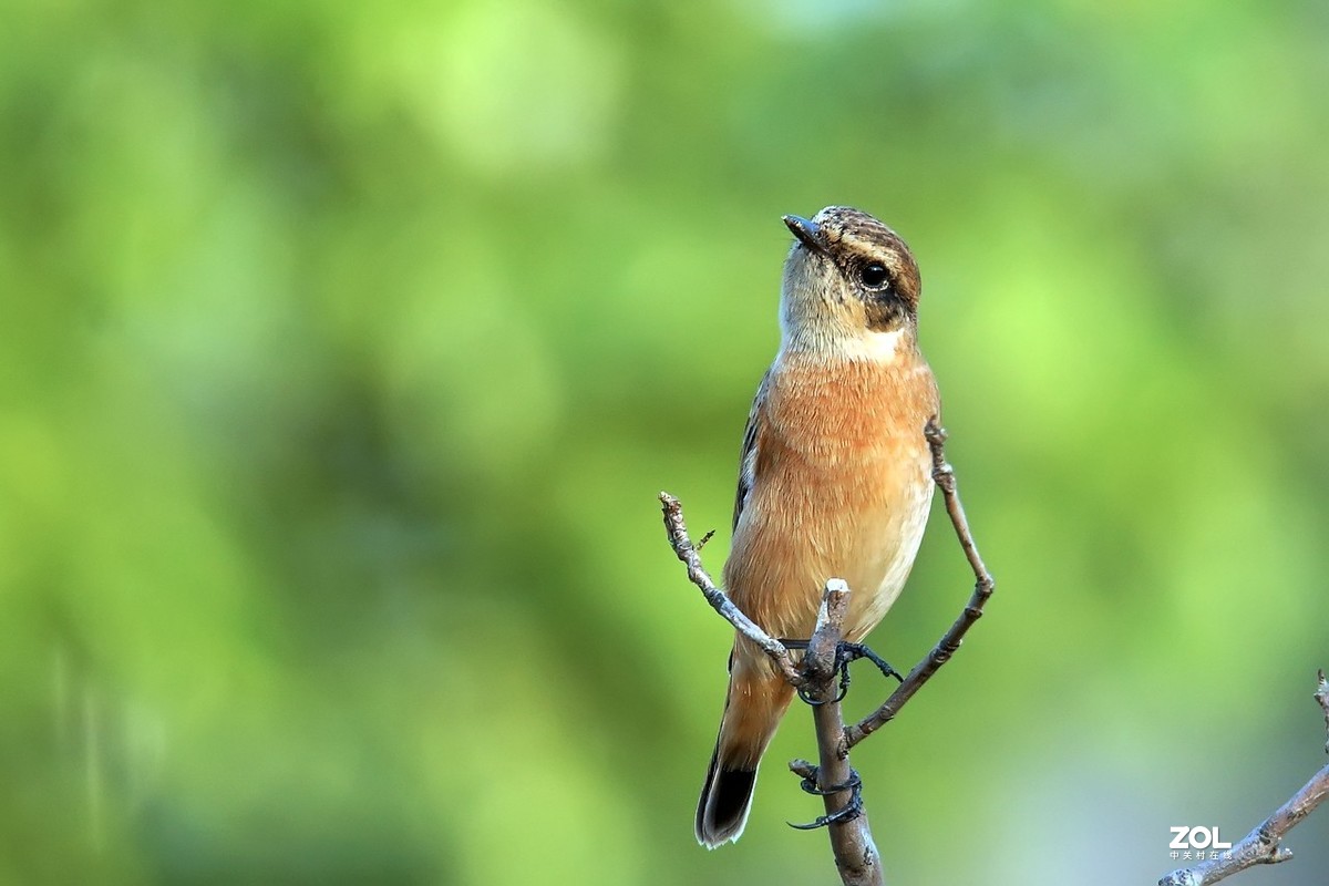 旧片_黑喉石鵖14