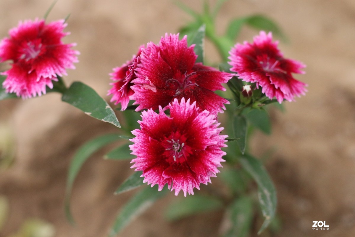 小草花