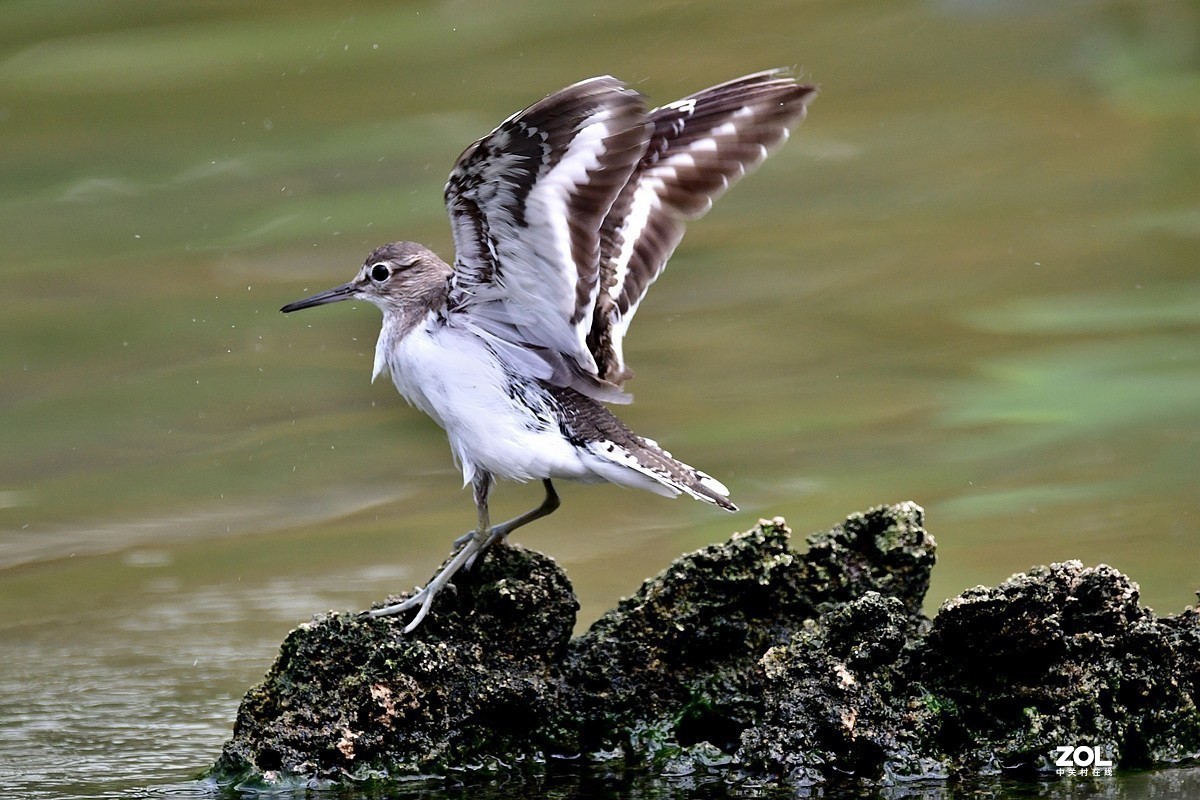#版主坐堂#小五星空(中国)2020年11月精品荟萃