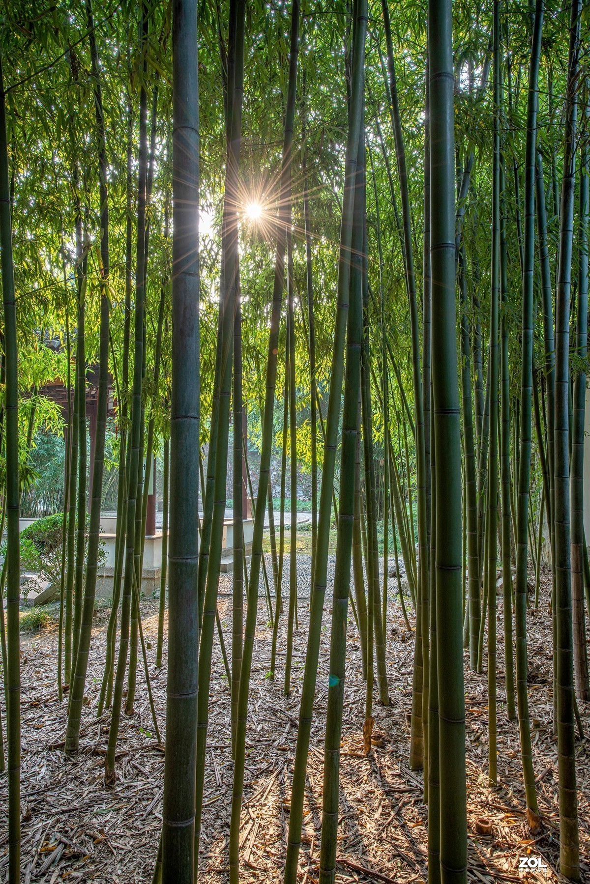 #版主坐堂#小五星空(中国)2020年11月精品荟萃