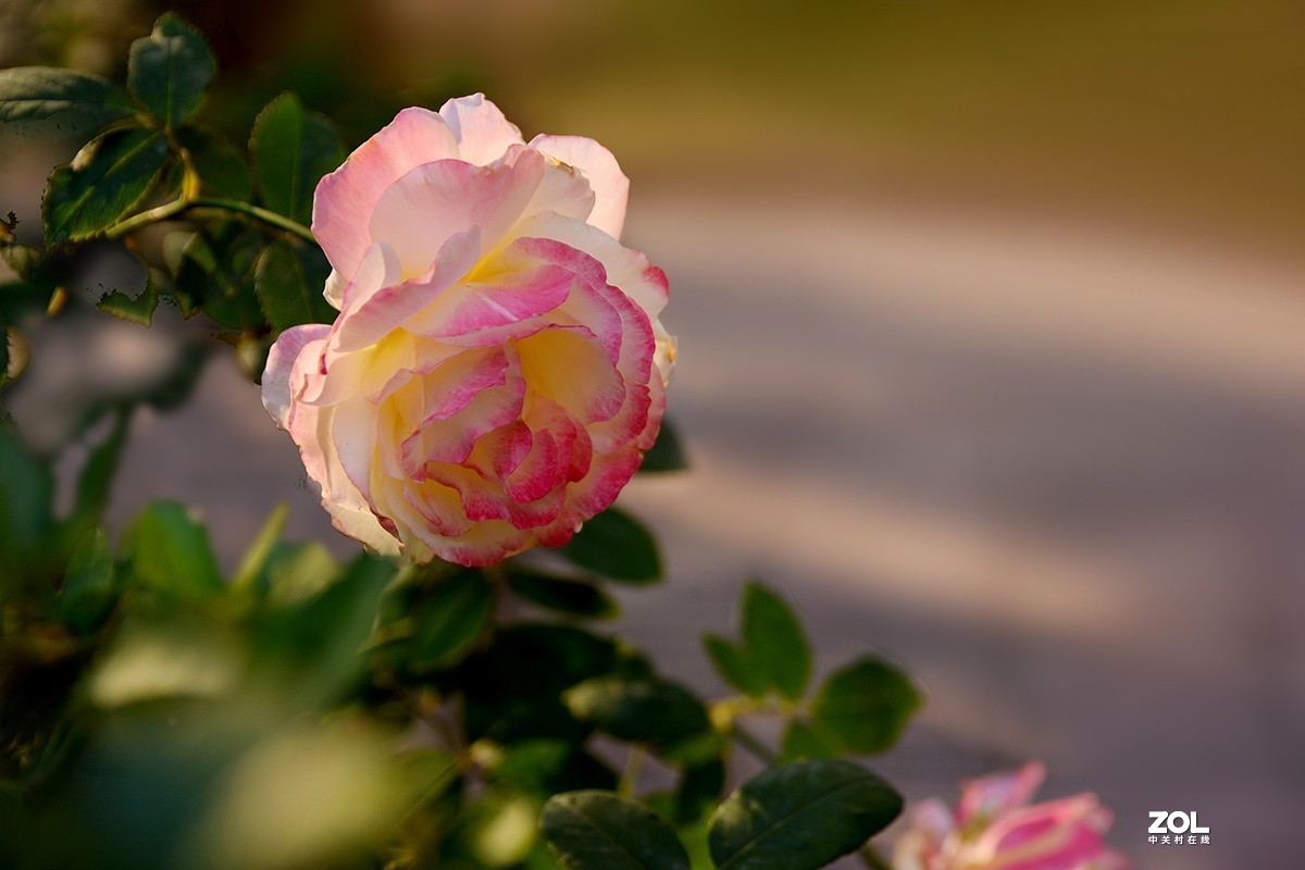 #版主坐堂#小五星空(中国)2020年11月精品荟萃