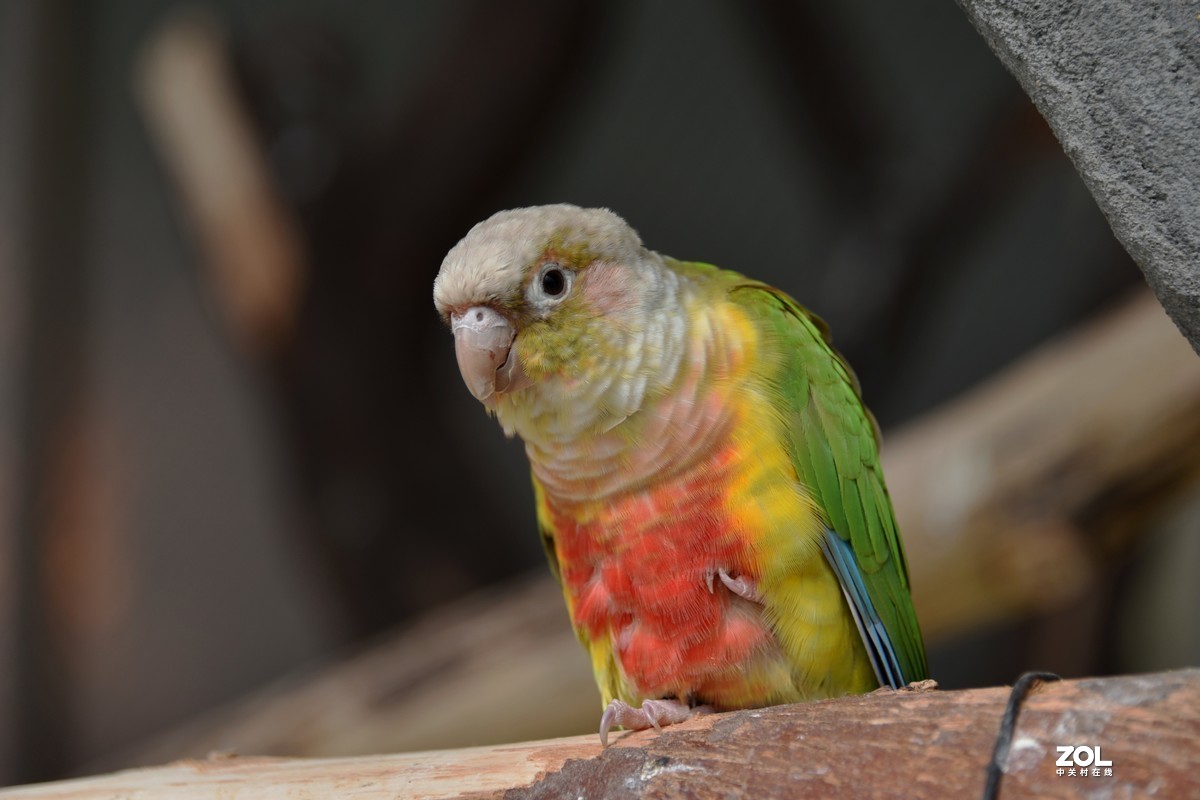 #版主坐堂#小五星空(中国)2020年11月精品荟萃