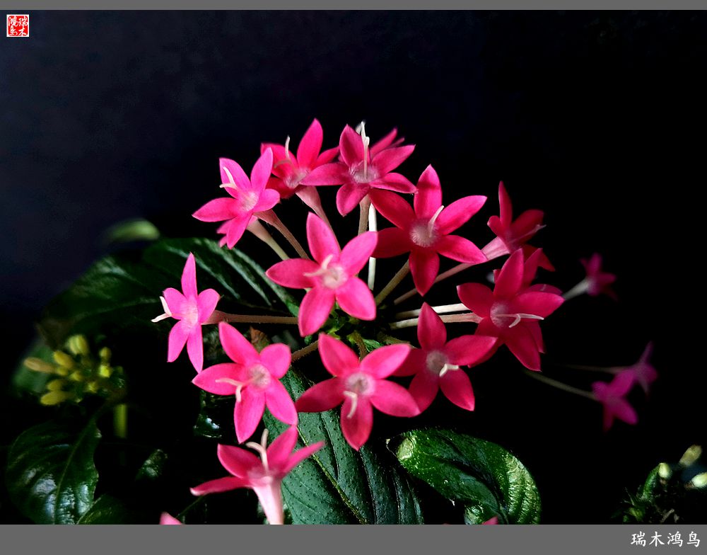 【手机随拍】2021年之花季——繁星点点迎国庆