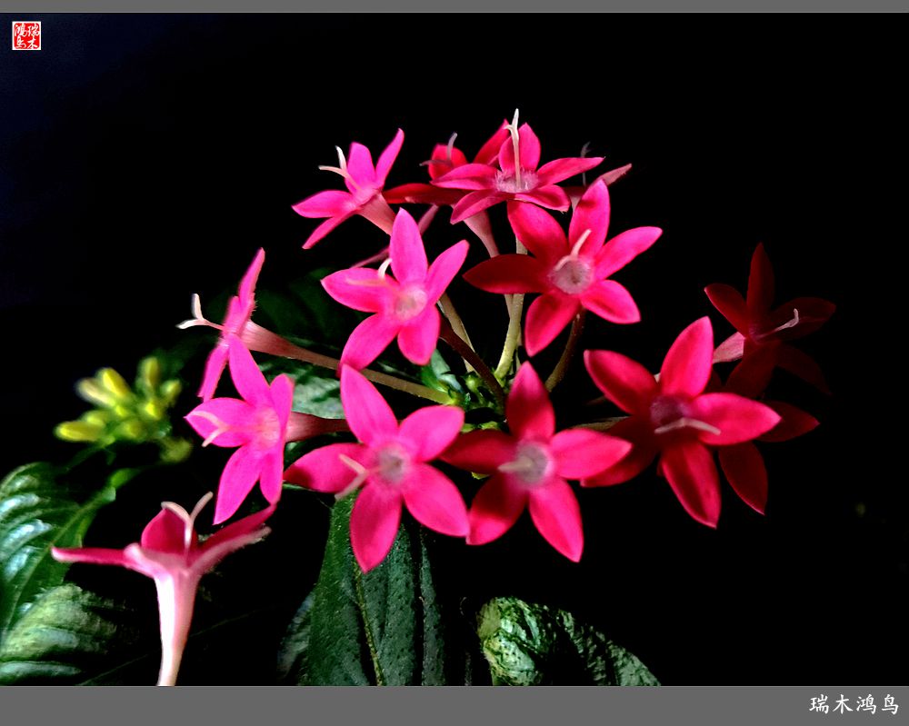 【手机随拍】2021年之花季——繁星点点迎国庆