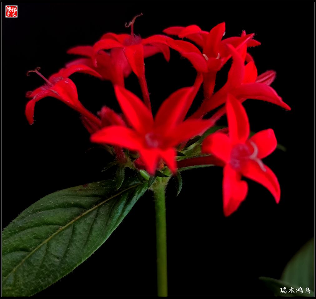 【手机随拍】2021年之花季——繁星点点迎国庆