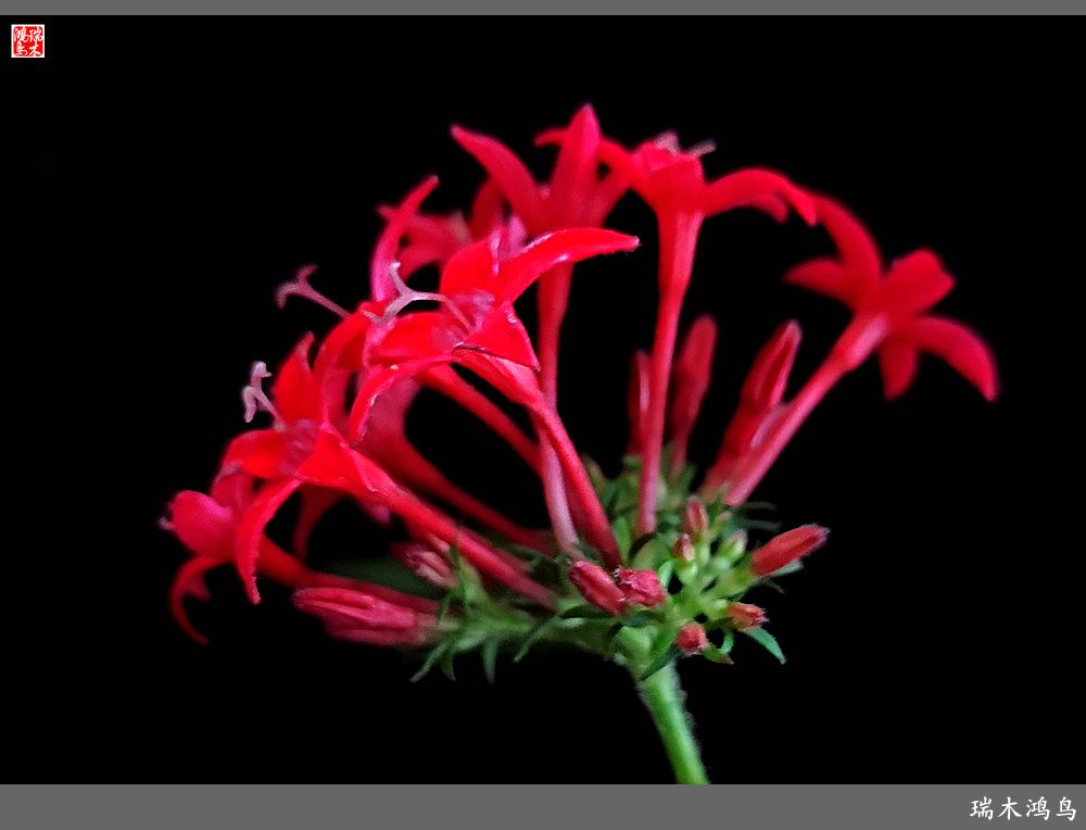 【手机随拍】2021年之花季——繁星点点迎国庆