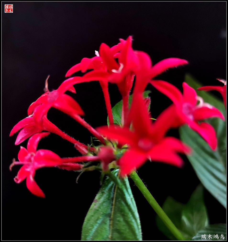 【手机随拍】2021年之花季——繁星点点迎国庆