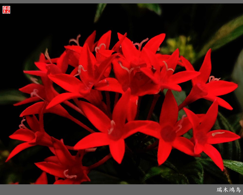 【手机随拍】2021年之花季——繁星点点迎国庆