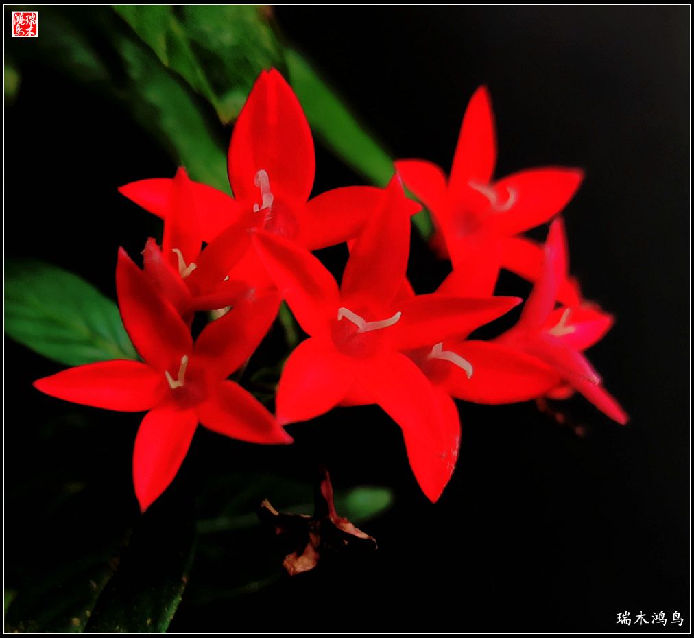 【手机随拍】2021年之花季——繁星点点迎国庆