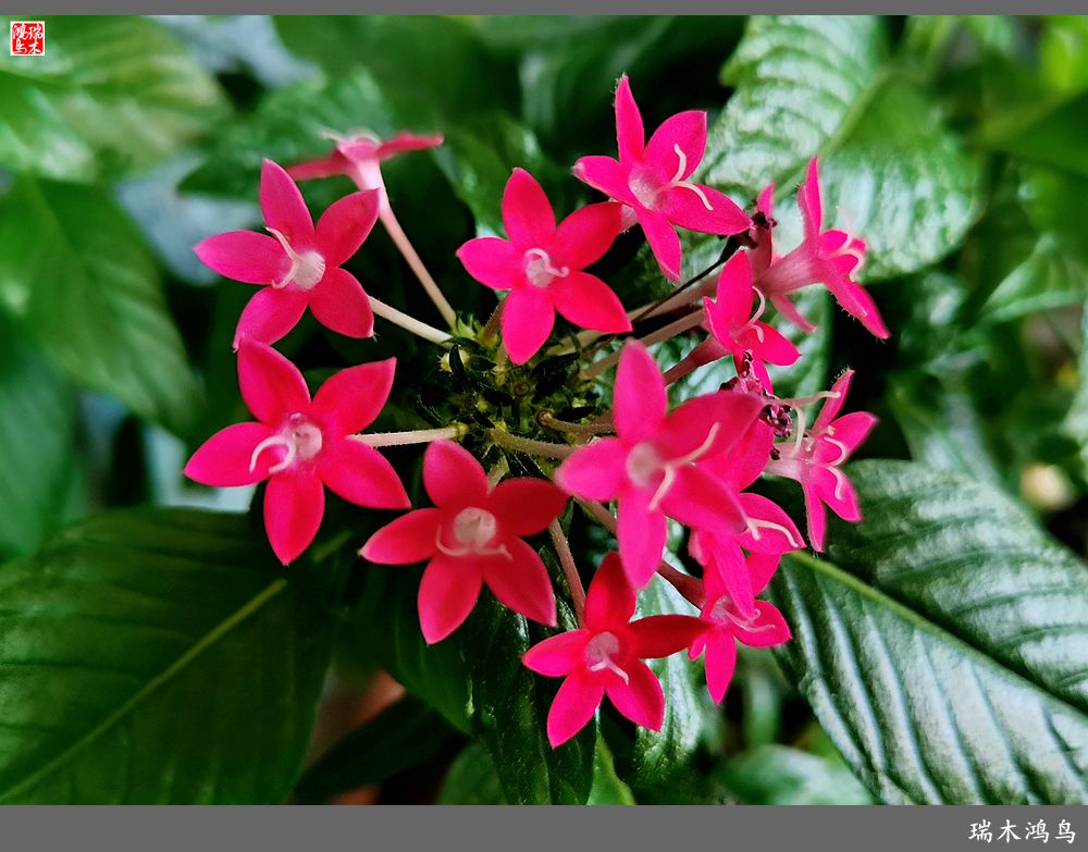 【手机随拍】2021年之花季——繁星点点迎国庆