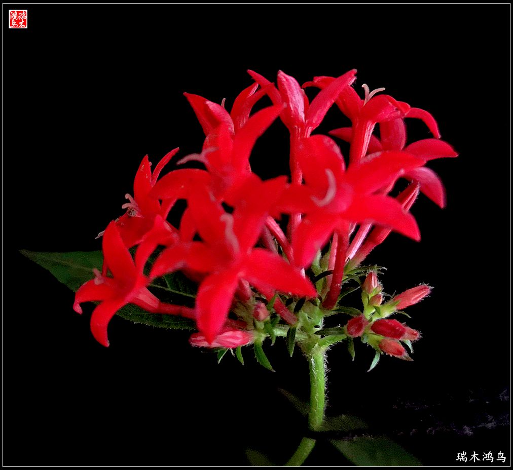 【手机随拍】2021年之花季——繁星点点迎国庆