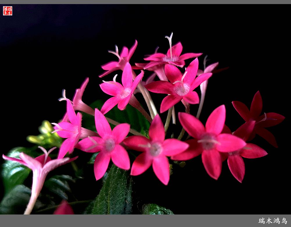 【手机随拍】2021年之花季——繁星点点迎国庆