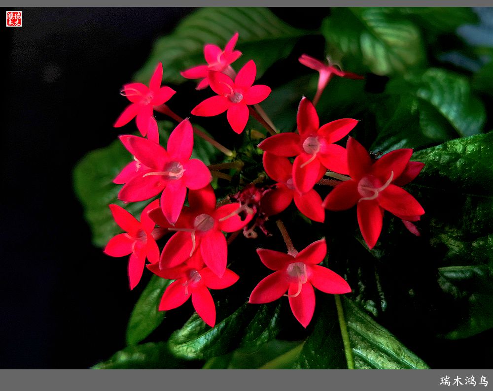 【手机随拍】2021年之花季——繁星点点迎国庆