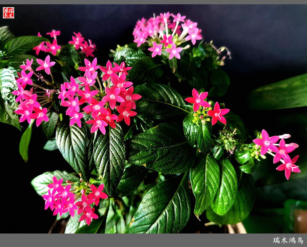 【手机随拍】2021年之花季——繁星点点迎国庆