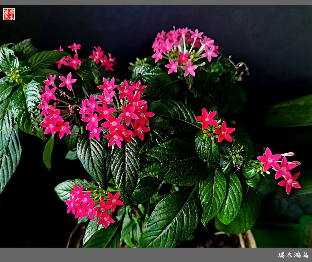 【手机随拍】2021年之花季——繁星点点迎国庆