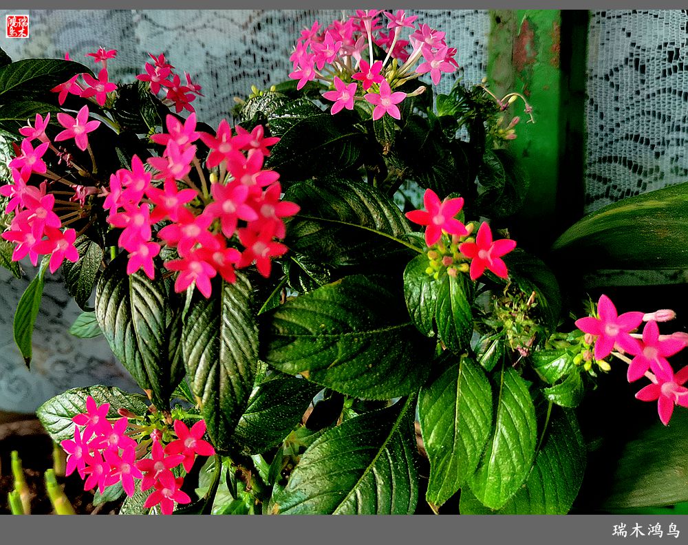 【手机随拍】2021年之花季——繁星点点迎国庆