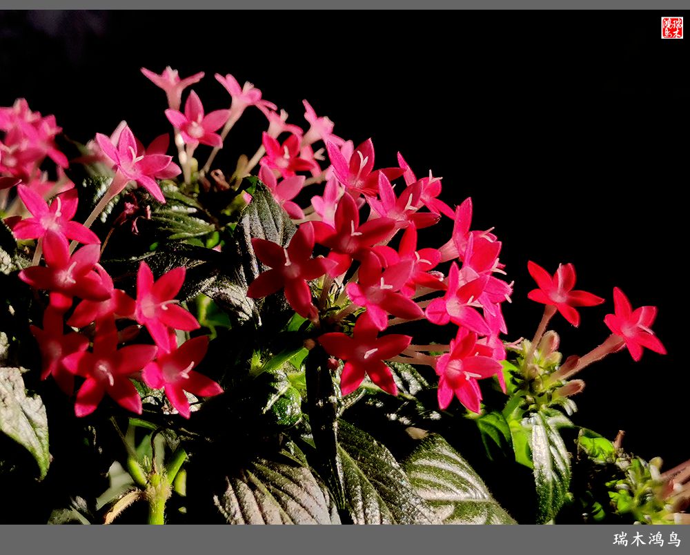 【手机随拍】2021年之花季——繁星点点迎国庆