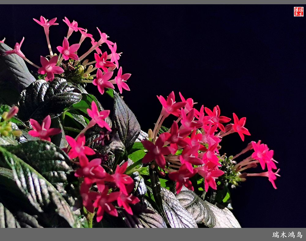 【手机随拍】2021年之花季——繁星点点迎国庆