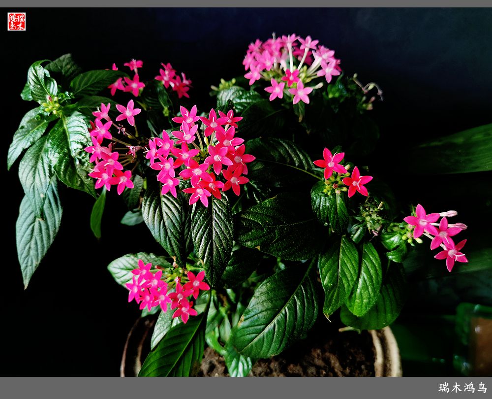 【手机随拍】2021年之花季——繁星点点迎国庆