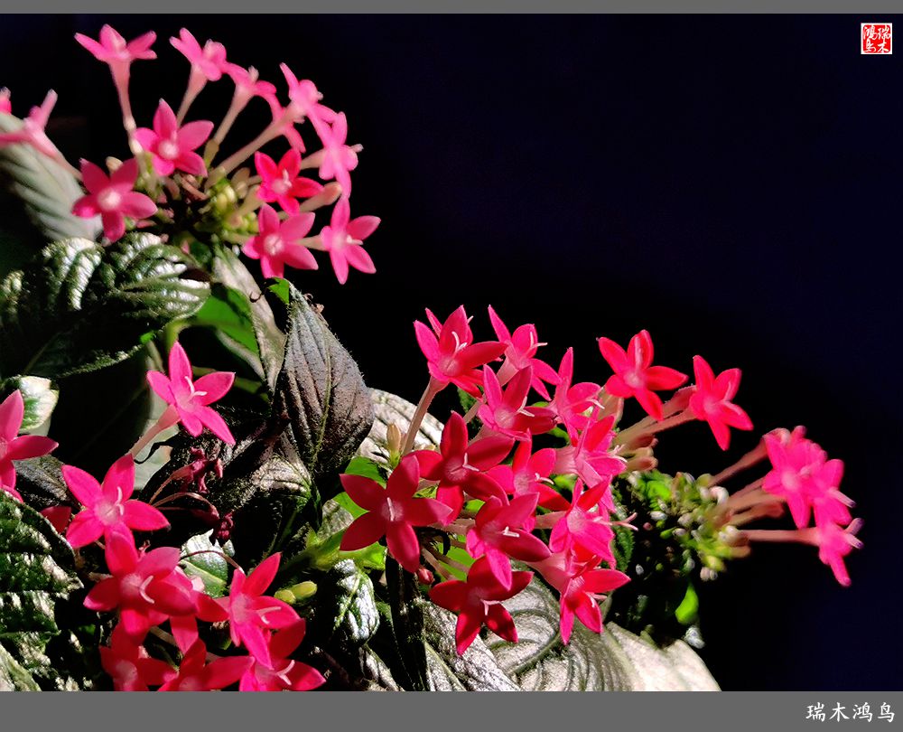 【手机随拍】2021年之花季——繁星点点迎国庆