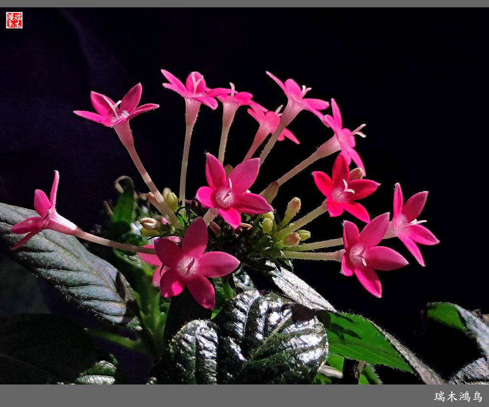 【手机随拍】2021年之花季——繁星点点迎国庆