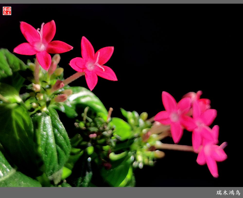 【手机随拍】2021年之花季——繁星点点迎国庆