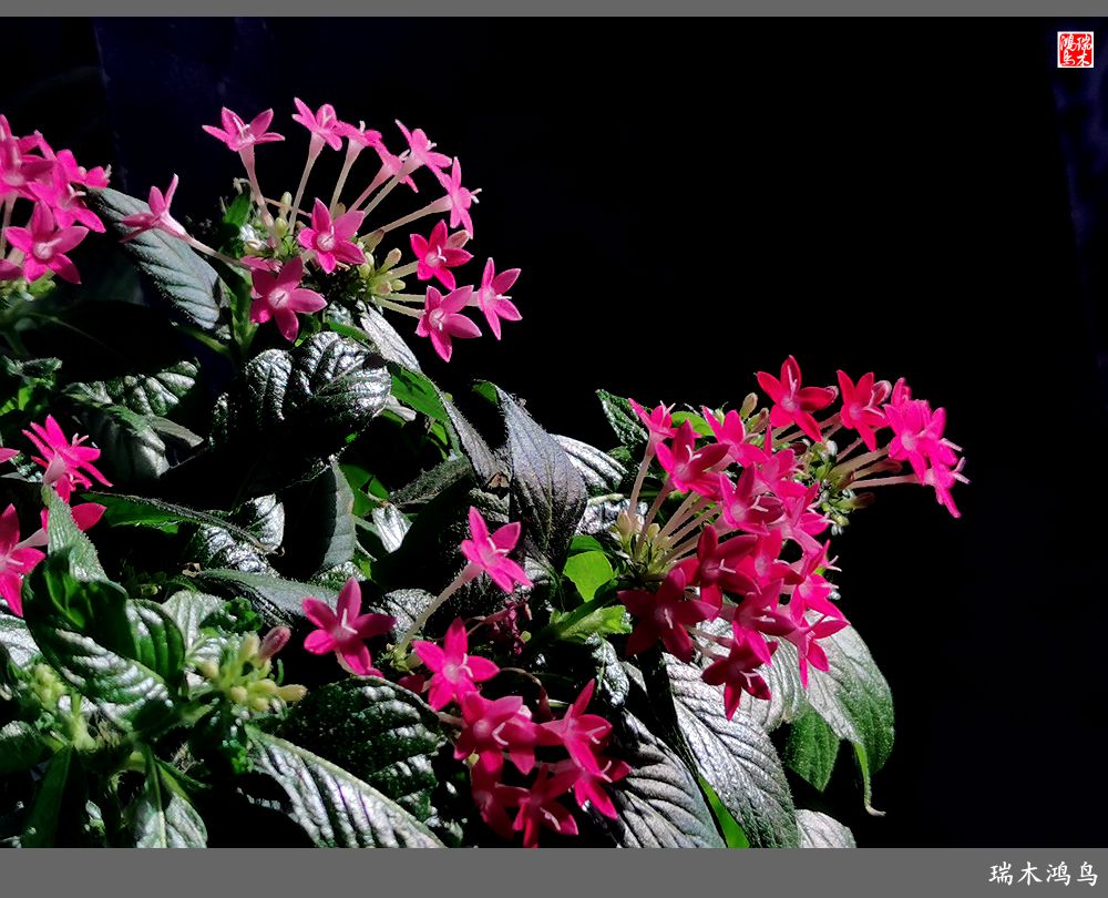 【手机随拍】2021年之花季——繁星点点迎国庆