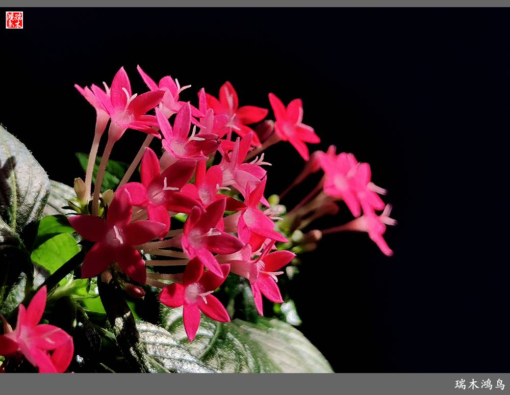 【手机随拍】2021年之花季——繁星点点迎国庆