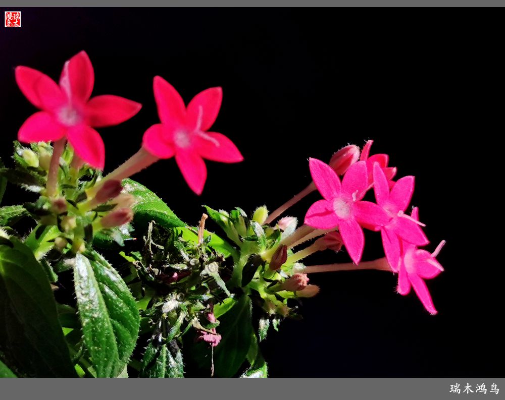 【手机随拍】2021年之花季——繁星点点迎国庆