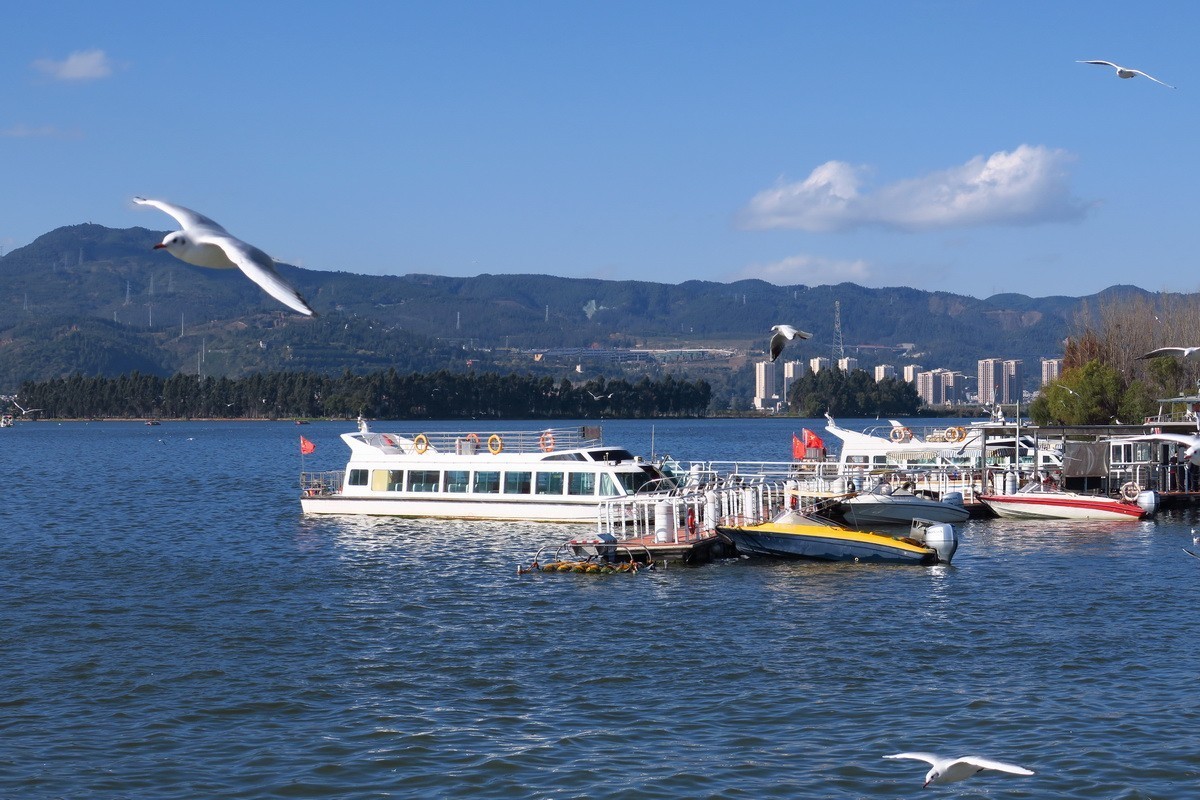 滇池大坝看海鸥