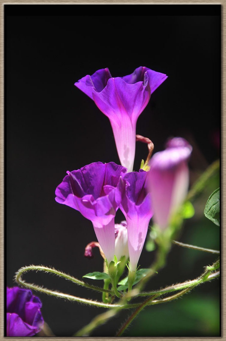 牵牛花