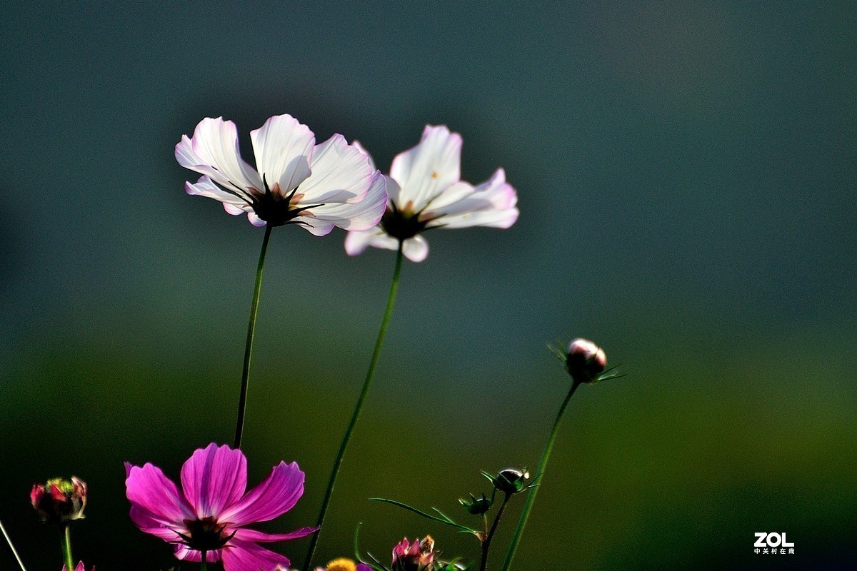 #版主坐堂#小五星空(中国)2020年11月精品荟萃