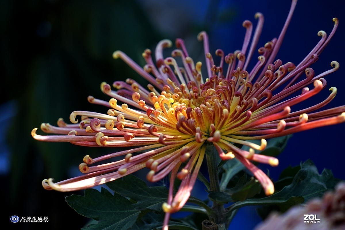 #版主坐堂#小五星空(中国)2020年11月精品荟萃