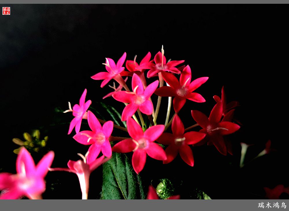 【手机随拍】2021年之花季——繁星点点迎国庆