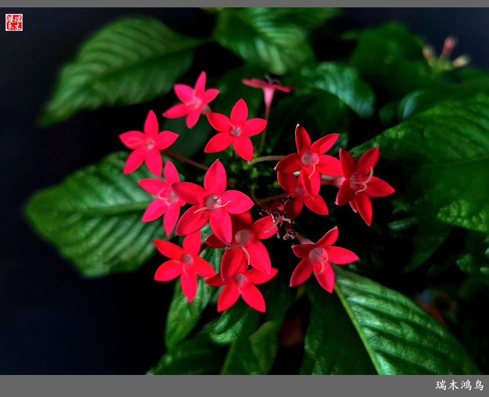 【手机随拍】2021年之花季——繁星点点迎国庆