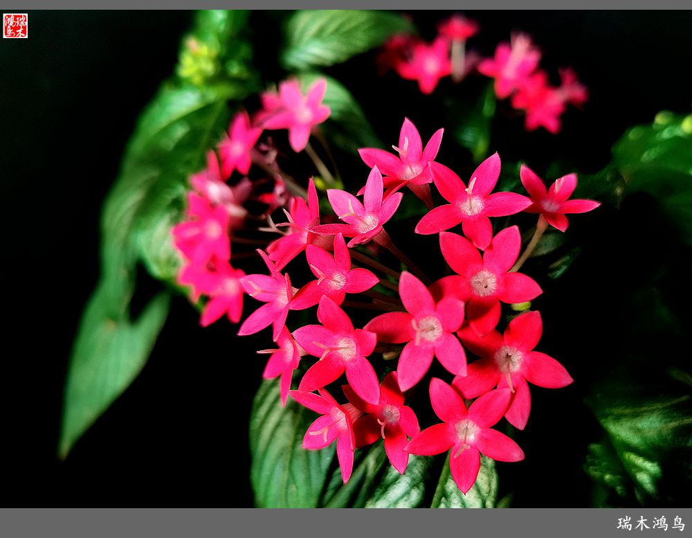 【手机随拍】2021年之花季——繁星点点迎国庆