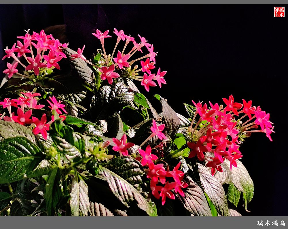 【手机随拍】2021年之花季——繁星点点迎国庆