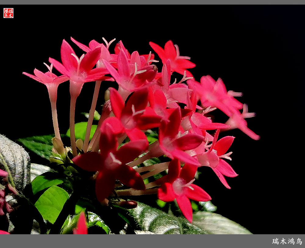 【手机随拍】2021年之花季——繁星点点迎国庆