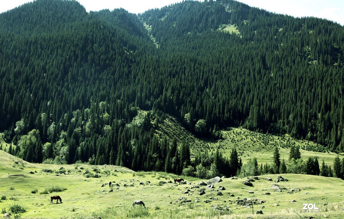 美丽的喀拉峻 草原