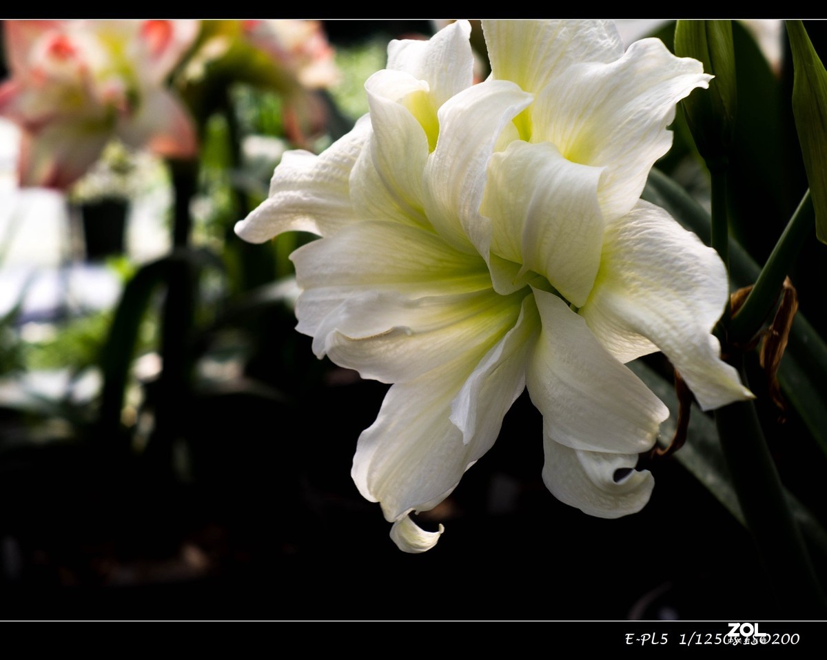 发一组花卉祝大家五一快乐