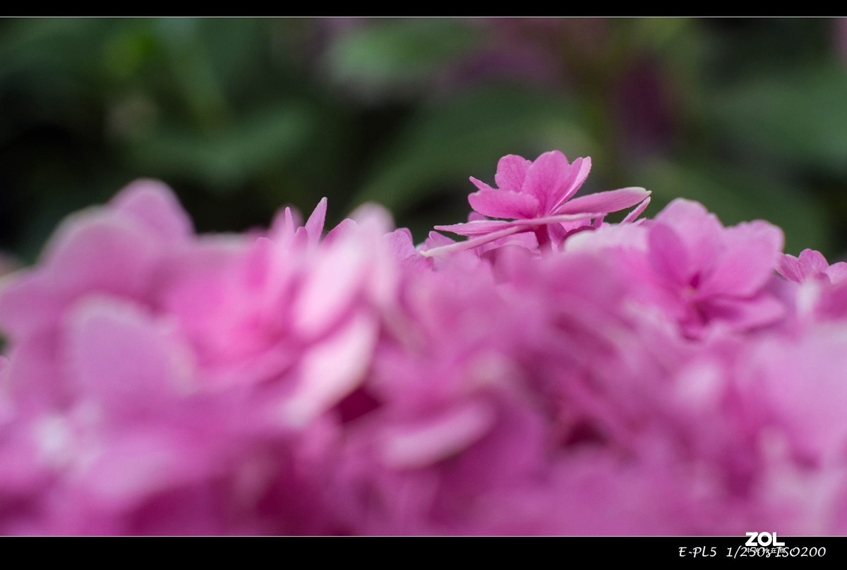 发一组花卉祝大家五一快乐