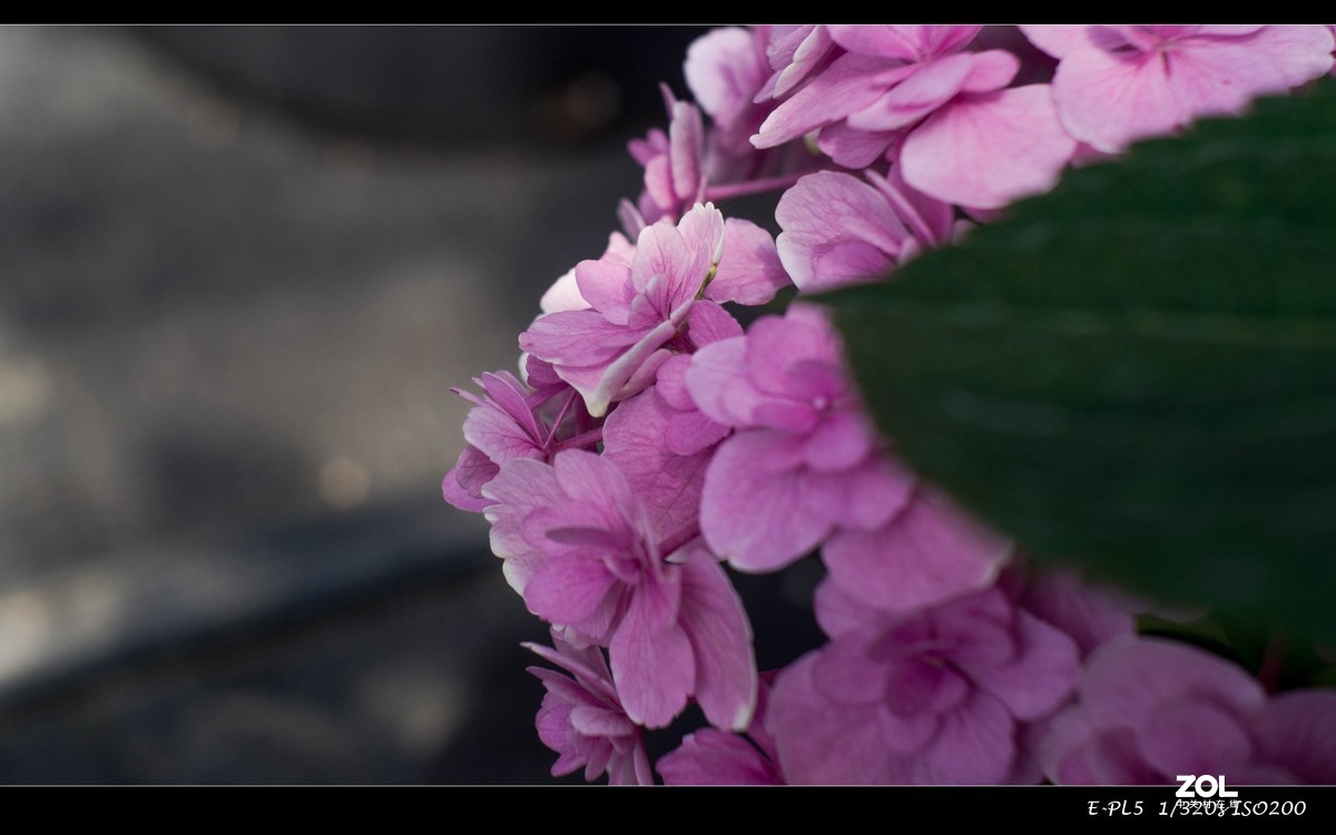 发一组花卉祝大家五一快乐