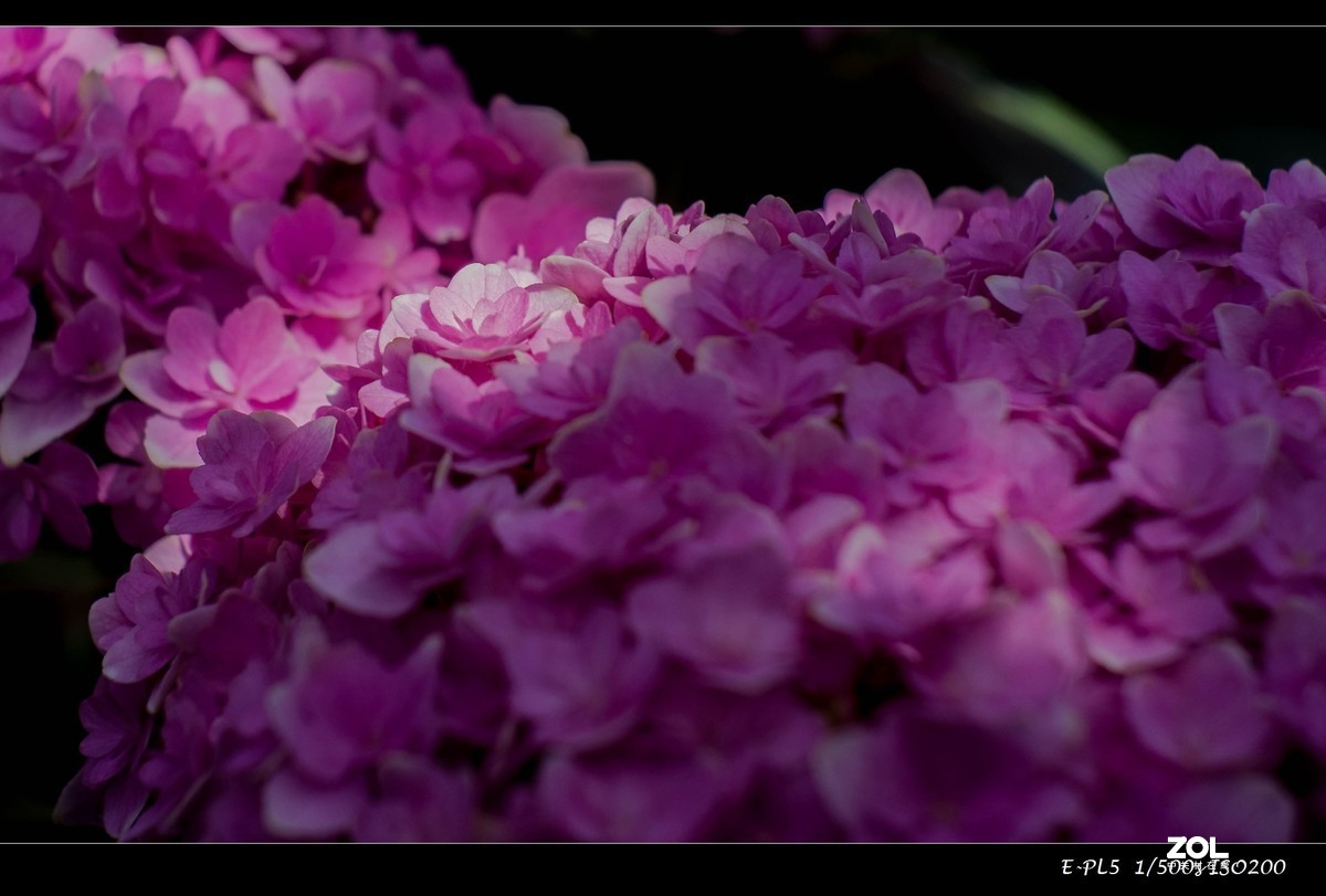 发一组花卉祝大家五一快乐