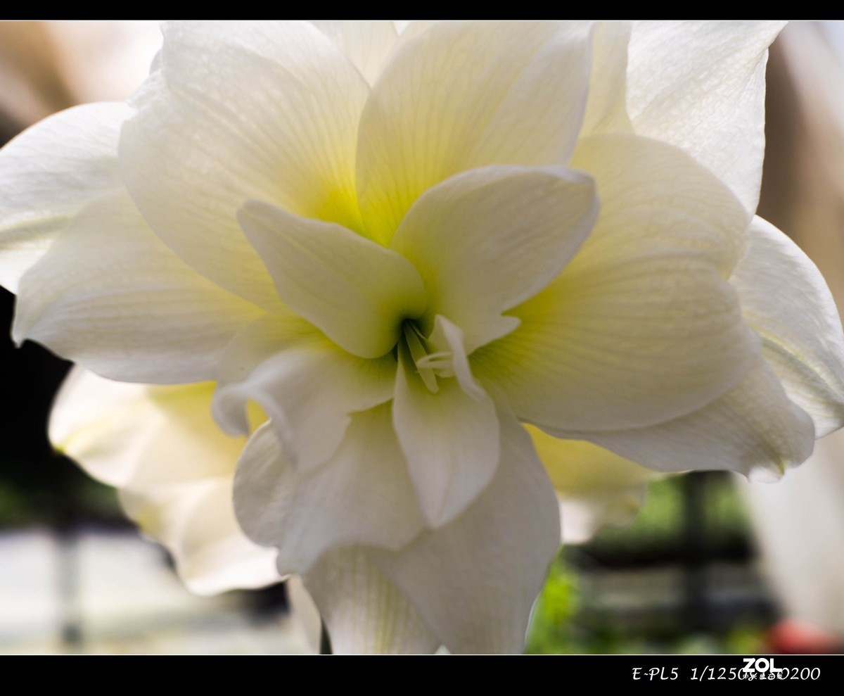 发一组花卉祝大家五一快乐