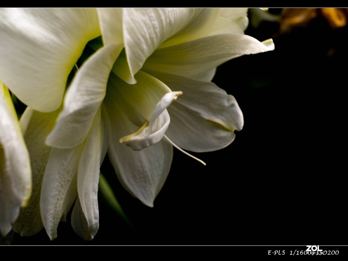发一组花卉祝大家五一快乐